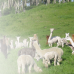 alpaca_slider