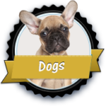 black_golddogs