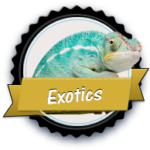 black_goldexotics