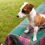 dog22