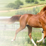 horse_slider1