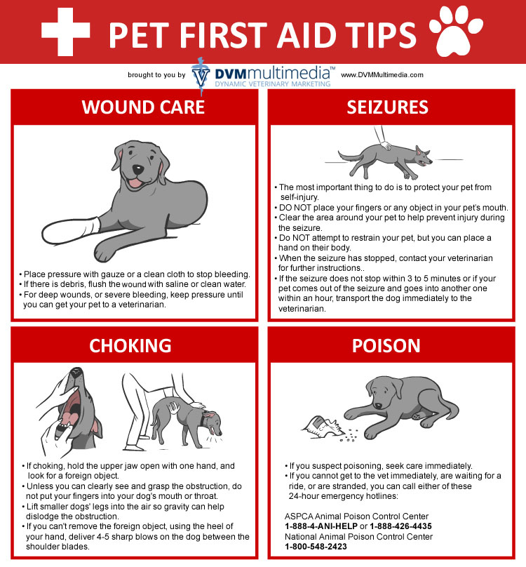 pet-first-aid