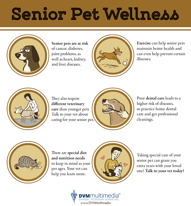 senior-pet-wellness