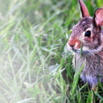 slider_bunny
