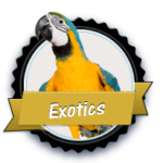 exotics btn