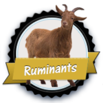 rumbtn