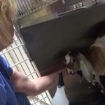 shannon-goat