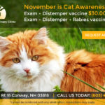 mwv-mobile-veterinary-clinic_november