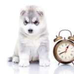 dog-and-clock