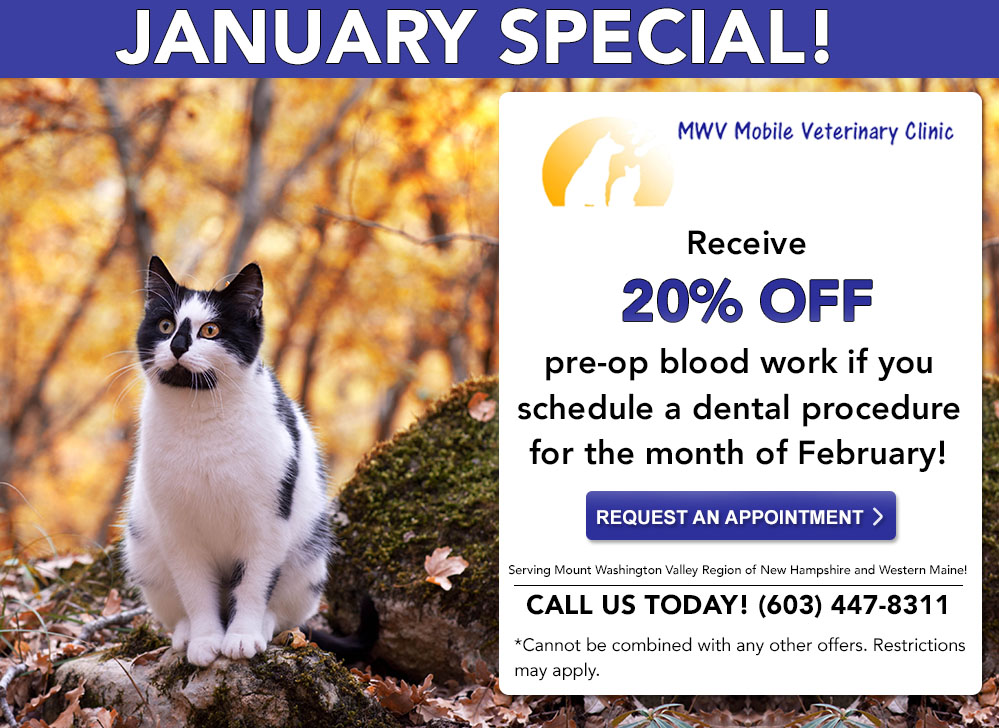 January is Geriatric and Pre-Anesthetic Discount Month - MWV Mobile Veterinary  Clinic, Conway, NH | MWV Mobile Veterinary Clinic, Conway, NH